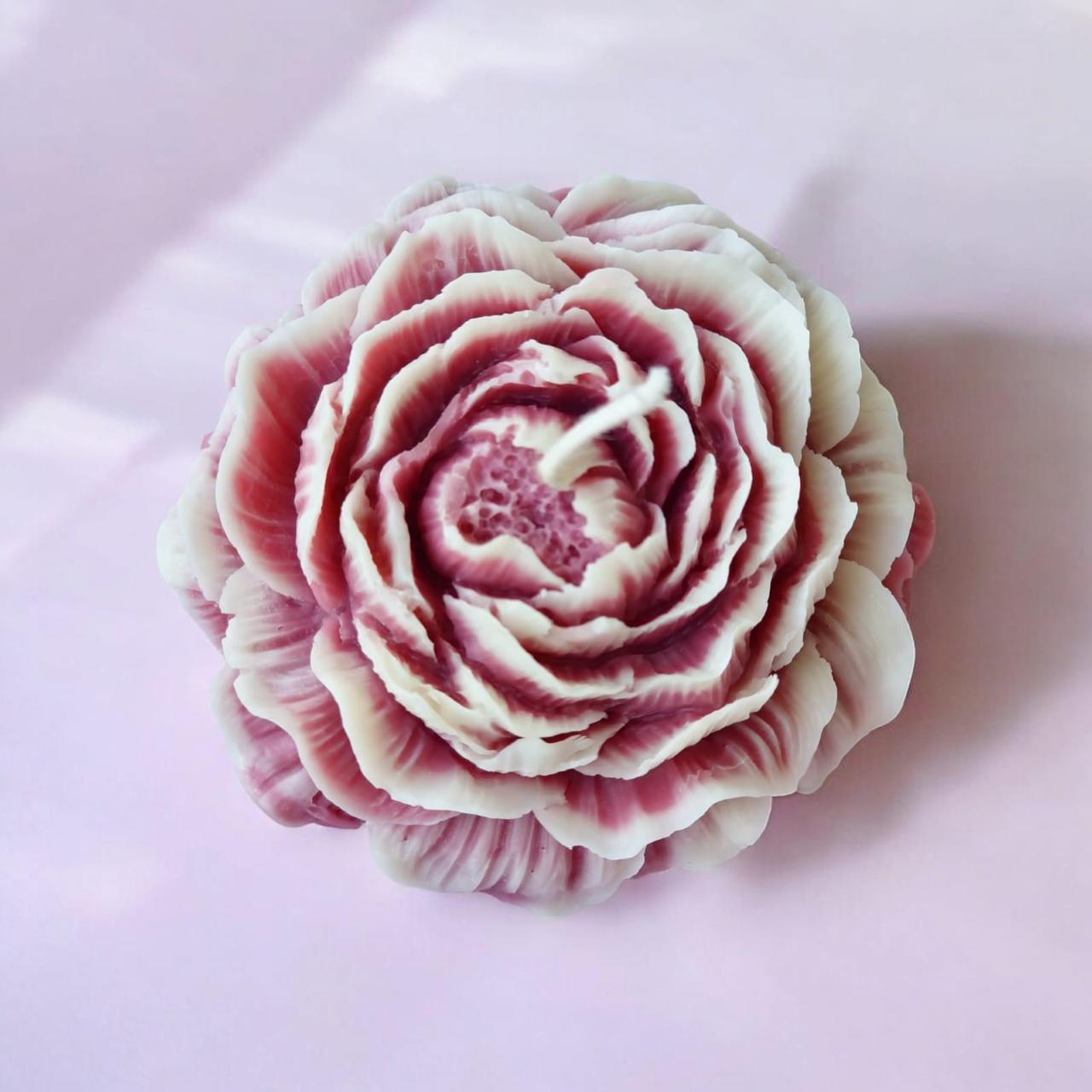 Blush rose candle close-up